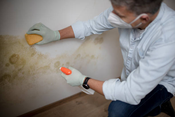 Best Crawl Space Mold Remediation in County Center, VA