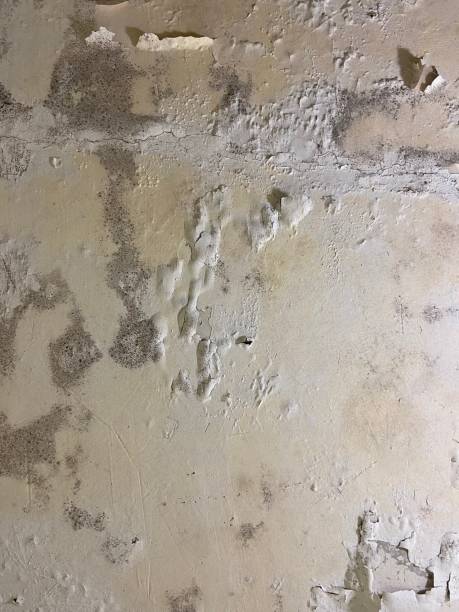 Best HVAC Mold Remediation in County Center, VA