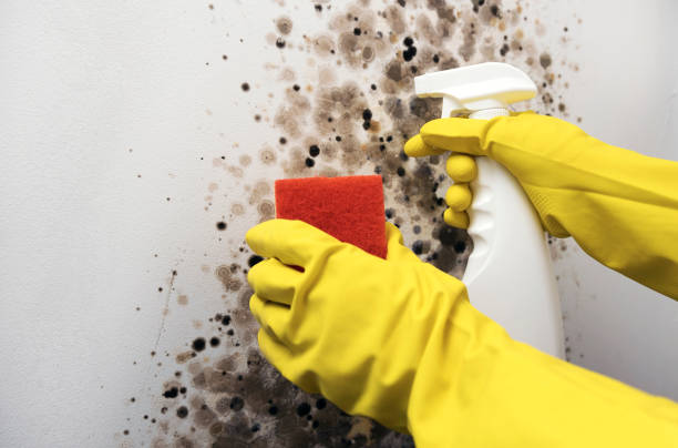 Best Residential Mold Remediation in County Center, VA